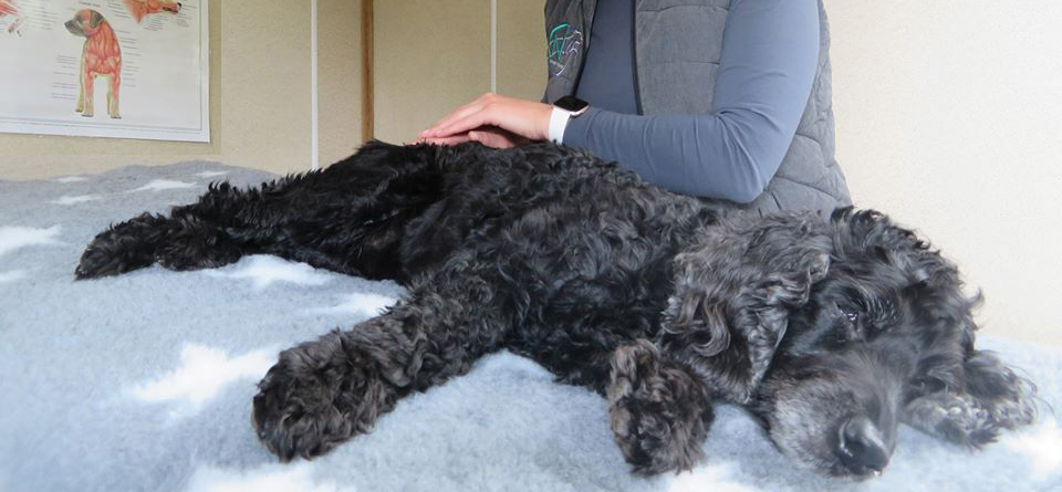 cocker spaniel_canine massage_clinical trials