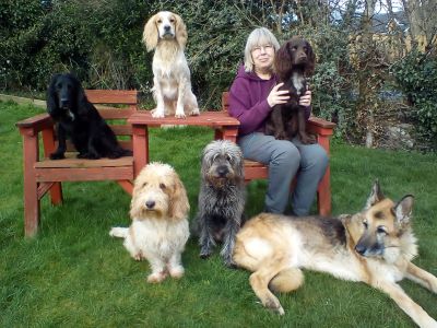 www.swcaninemassage.com