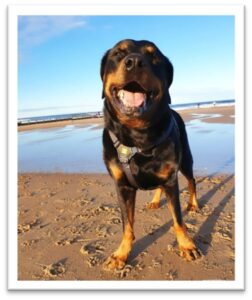 Rosie Rottweiler cross at the seaside