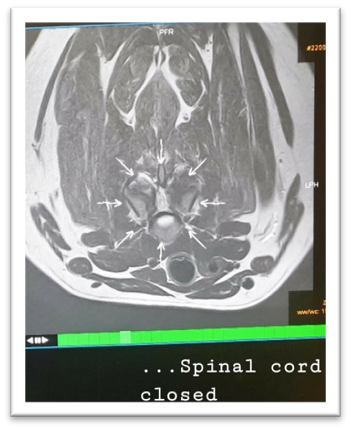 Closed Funner Rdb Scan Rosie Rottweiler cross scan of closed spinal cord - Canine Massage Guild