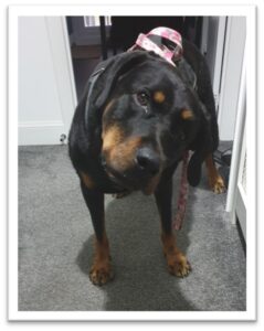 Rosie Rottweiler cross with head tilt