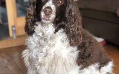 Putting the ‘Spring’ back in the Spaniel