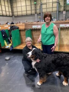 crufts yearling bernese mountain dog