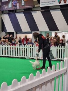 crufts obedience Steve