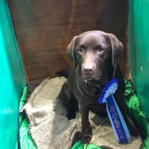 Gamekeepers working gun dog seren