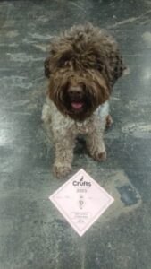 Cairo Lagotto Romagnolo