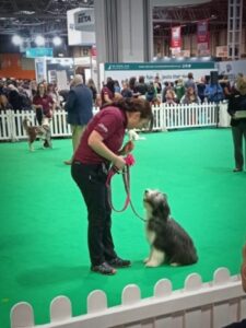 Kennel Club Good Citizens Puppy Foundation Display Team