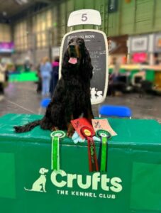 Good Citizen Dog JackJack