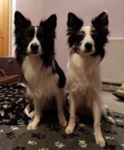 Agility Dogs Agent and Kiss