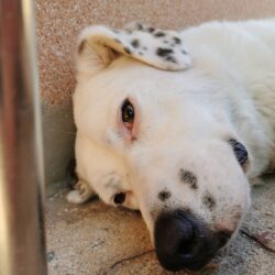 Story of Success – How Clinical Canine Massage helped Rufus