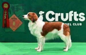 Kooikerhondjes Limited Girl