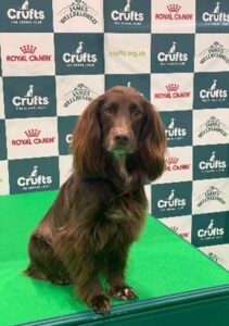 Cocker Spaniel Obedience