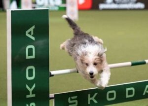 Young Kennel Club Crufts