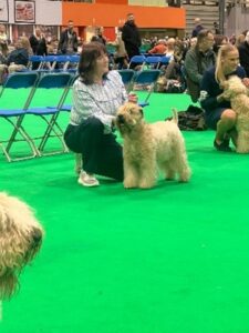 Wheaten Terrier