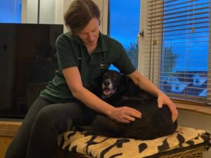 Kirsti massaging Jasper Labrador Cross