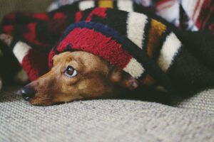 Dog blanket arthritis osteoarthritis massage