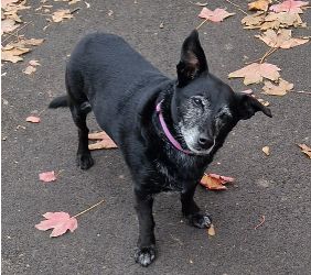Canine Idiopathic Vestibular Syndrome: How Massage Can Help