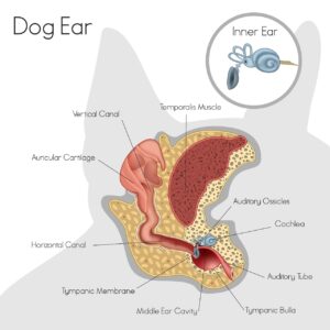 Vector illustration of structure of dog inner ear