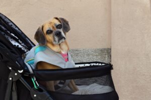 small old dog strapped in a pram during a city walk, copy space