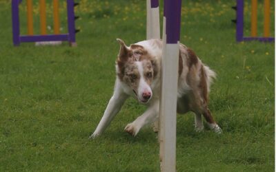 Shoulder Injury In The Agility Dog