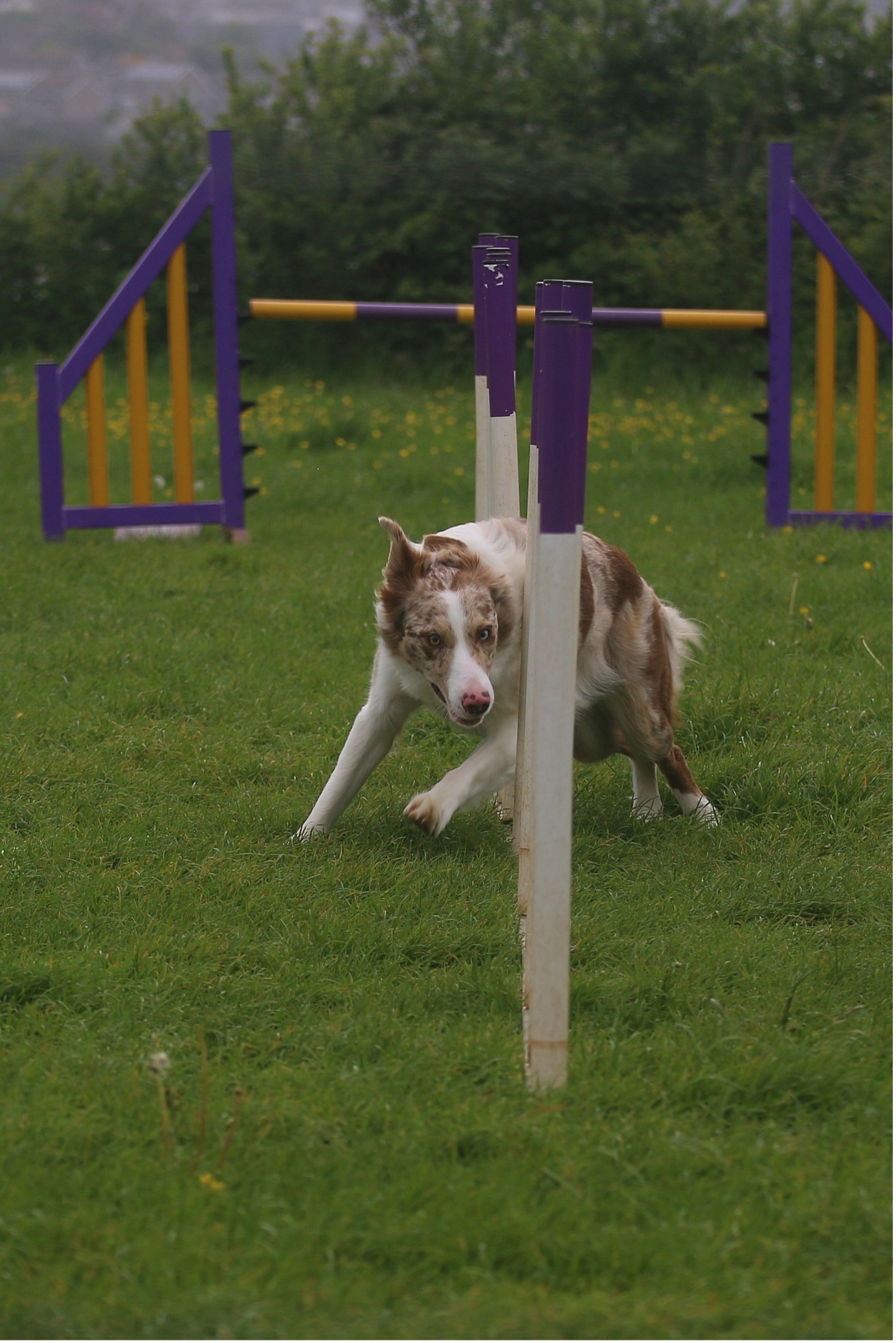Agility Dog 2