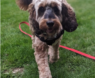 Blaze: The Dog Who Couldn’t Jump