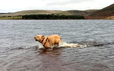 Canine Arthritis and Depression